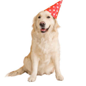 Pet Birthday Celebration